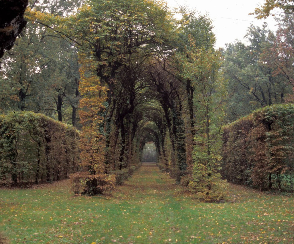 A tree-lined pathway forming a green tunnel with arched branches overhead; trimmed hedges on each side border the trees with trees beyond. Fallen leaves are scattered on the grass, suggesting early autumn.