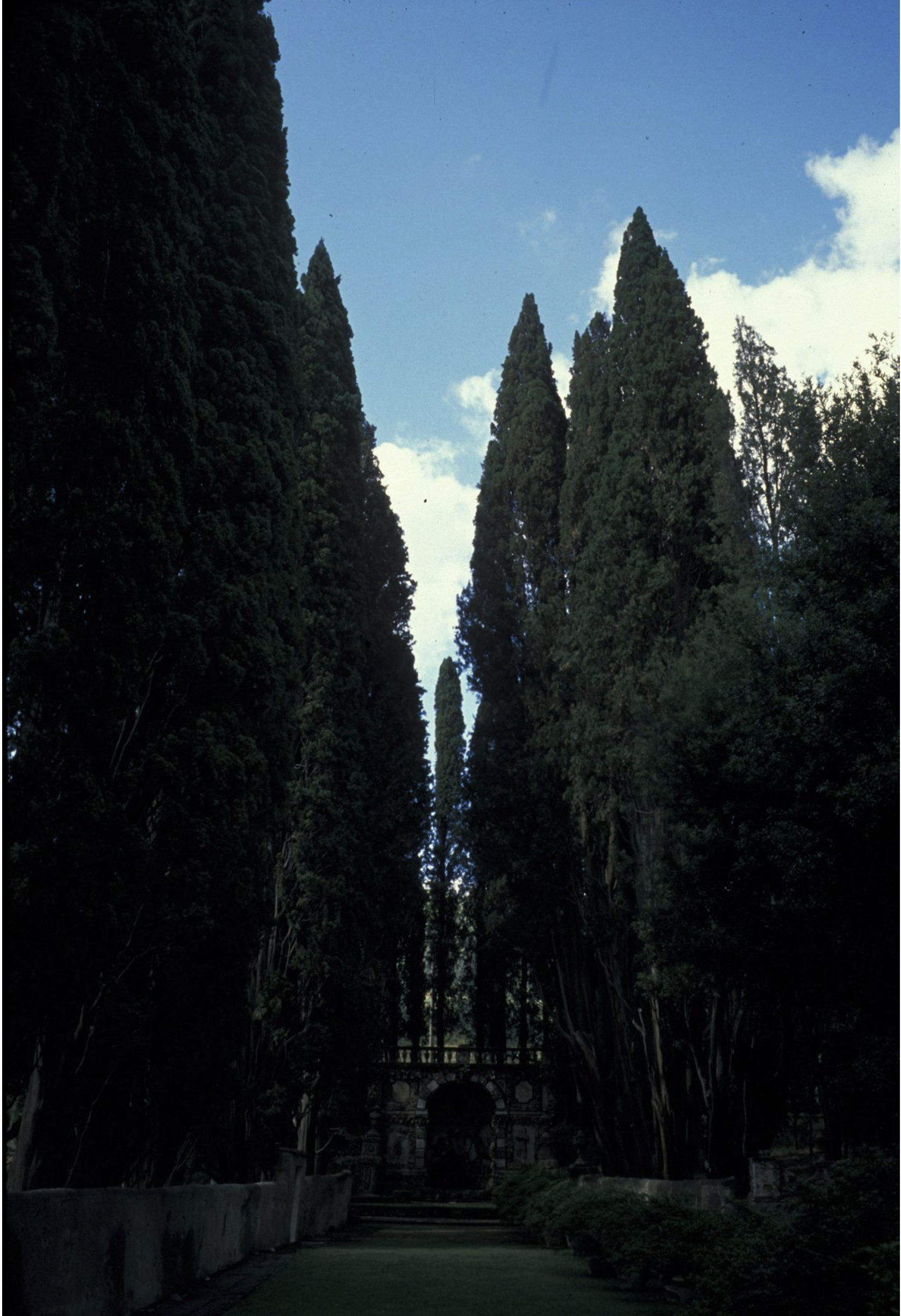 A pathway lined with tall, dense cypress trees leads to an stone structure under a partly cloudy blue sky. The trees create a dramatic, towering canopy over the path.