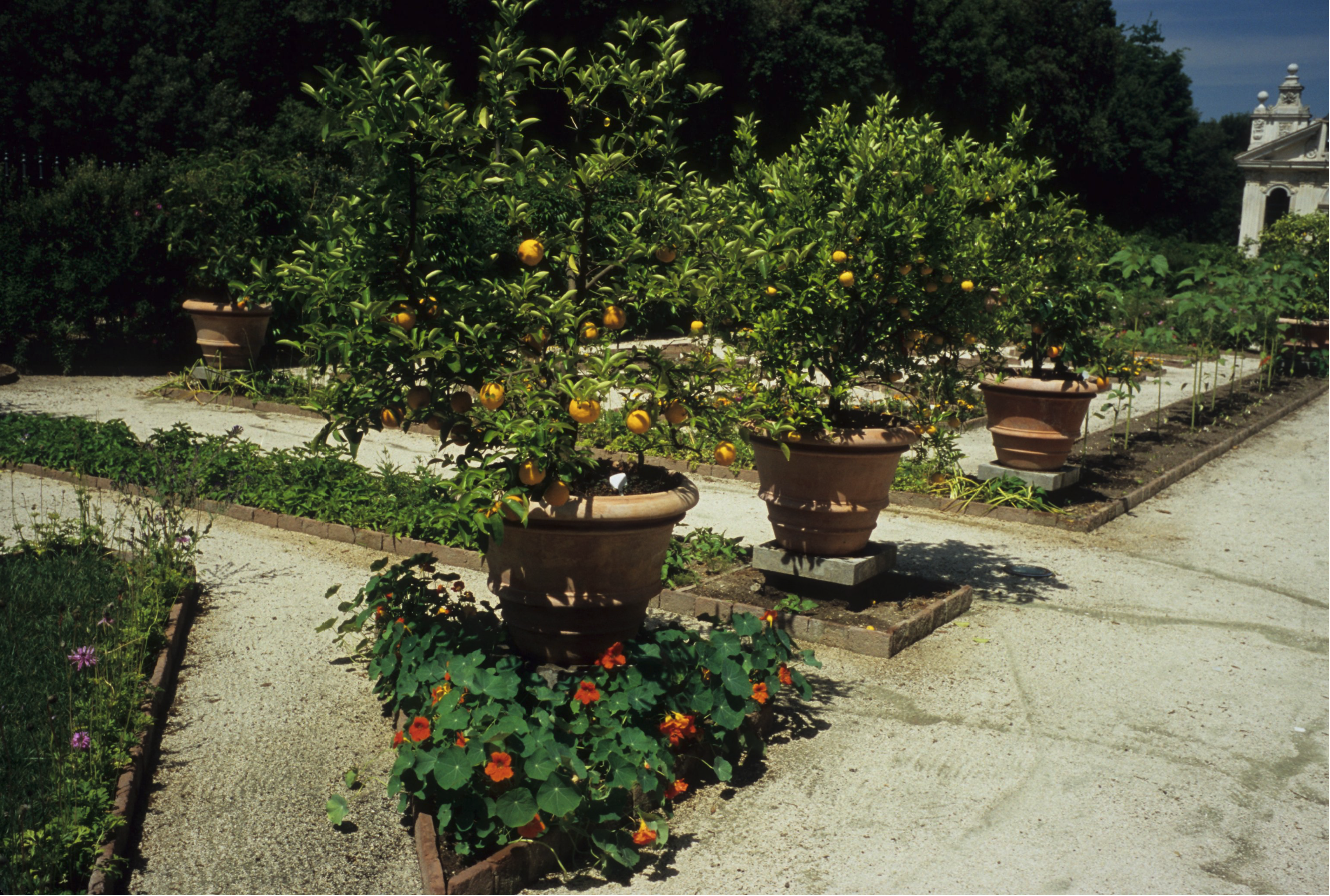 Potted citrus trees with ripe fruit line a garden pathway surrounded by lush green plants, flowers, and neatly arranged beds in a sunny outdoor garden.