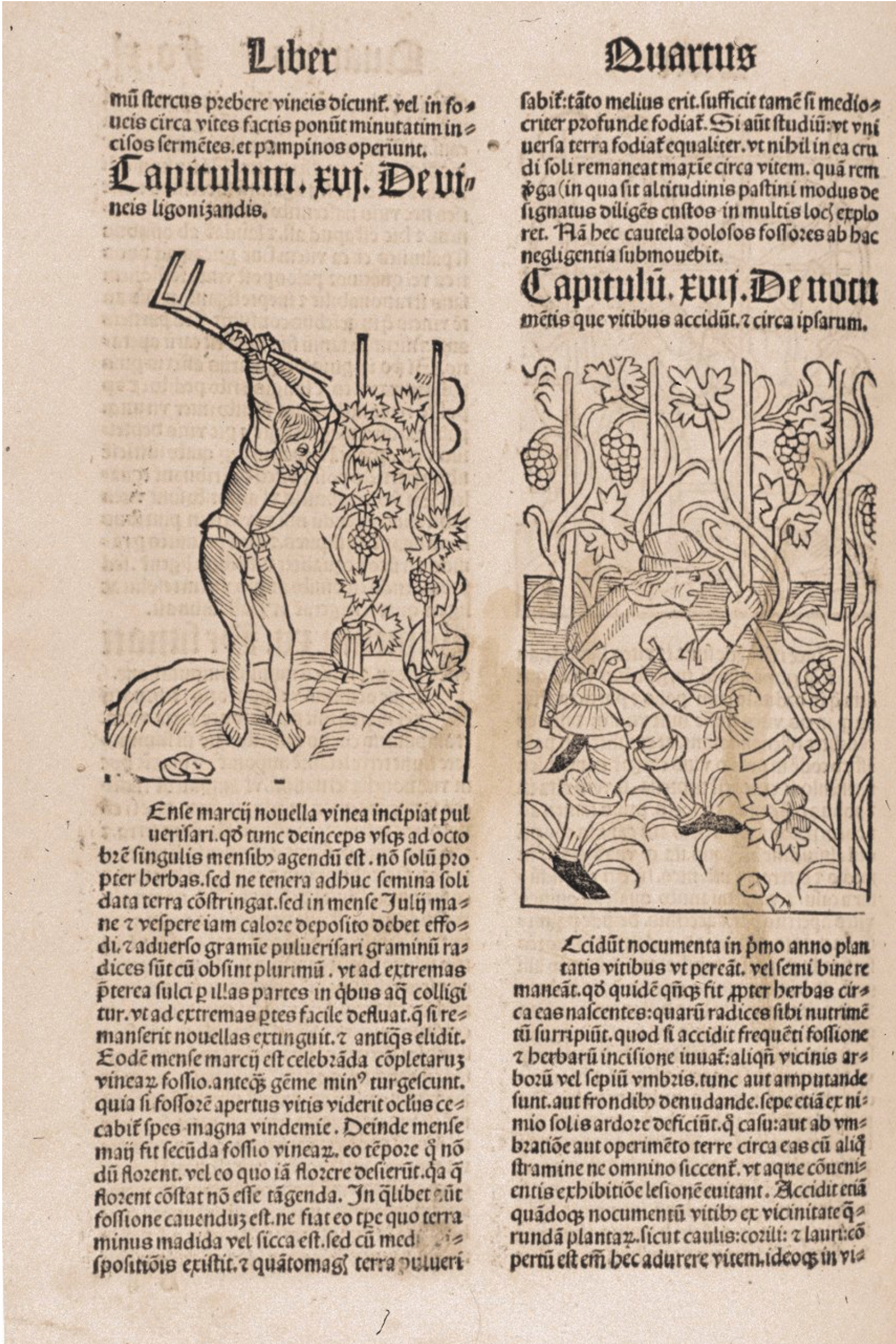 A book page with Latin text in two columns, featuring woodcut illustrations of people tending grapevines.