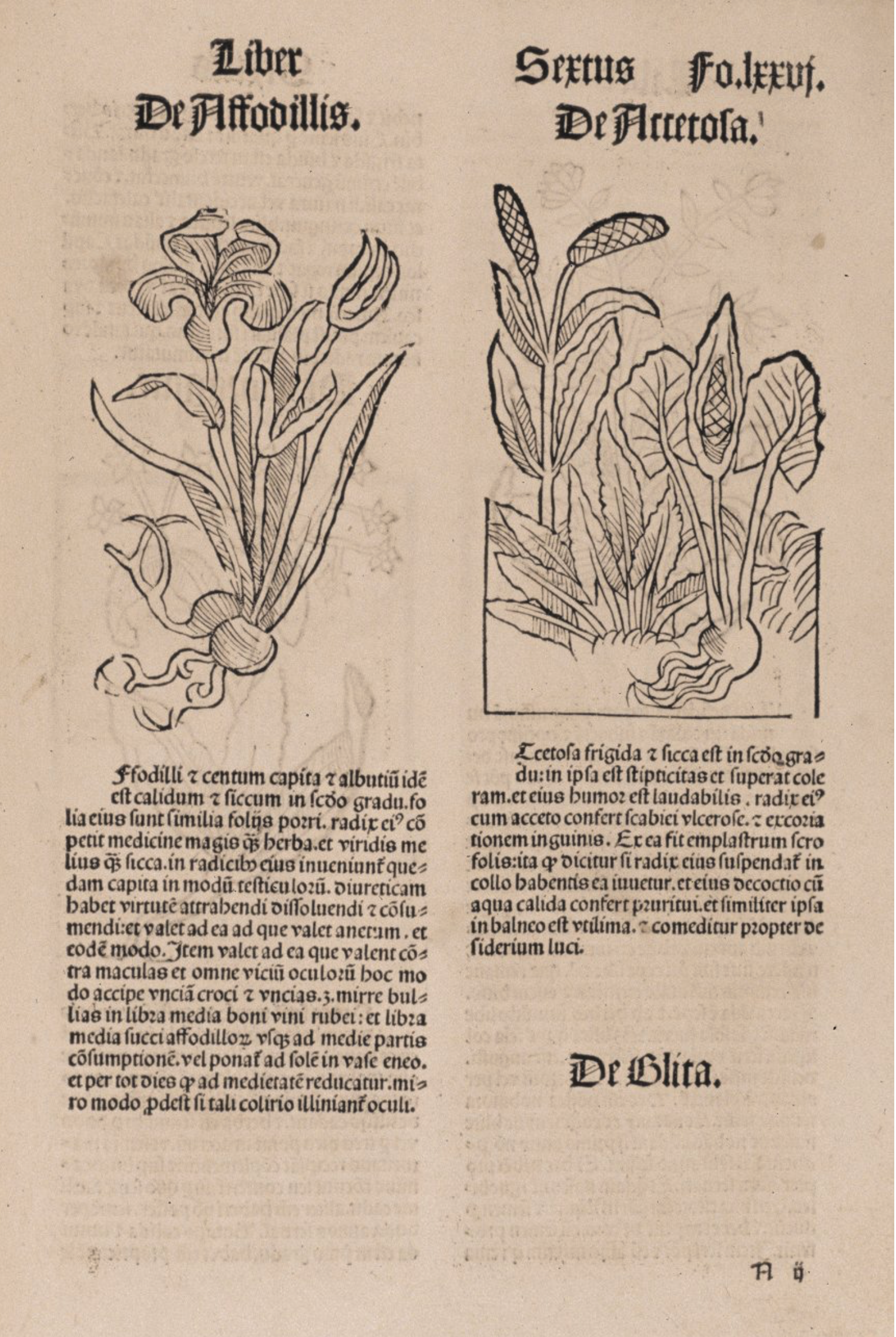 A page from a book featuring two illustrations of plants with Latin names and text beneath each drawing. The left plant has broad leaves and a large flower; the right plant has oval leaves and tall oblong blooms.