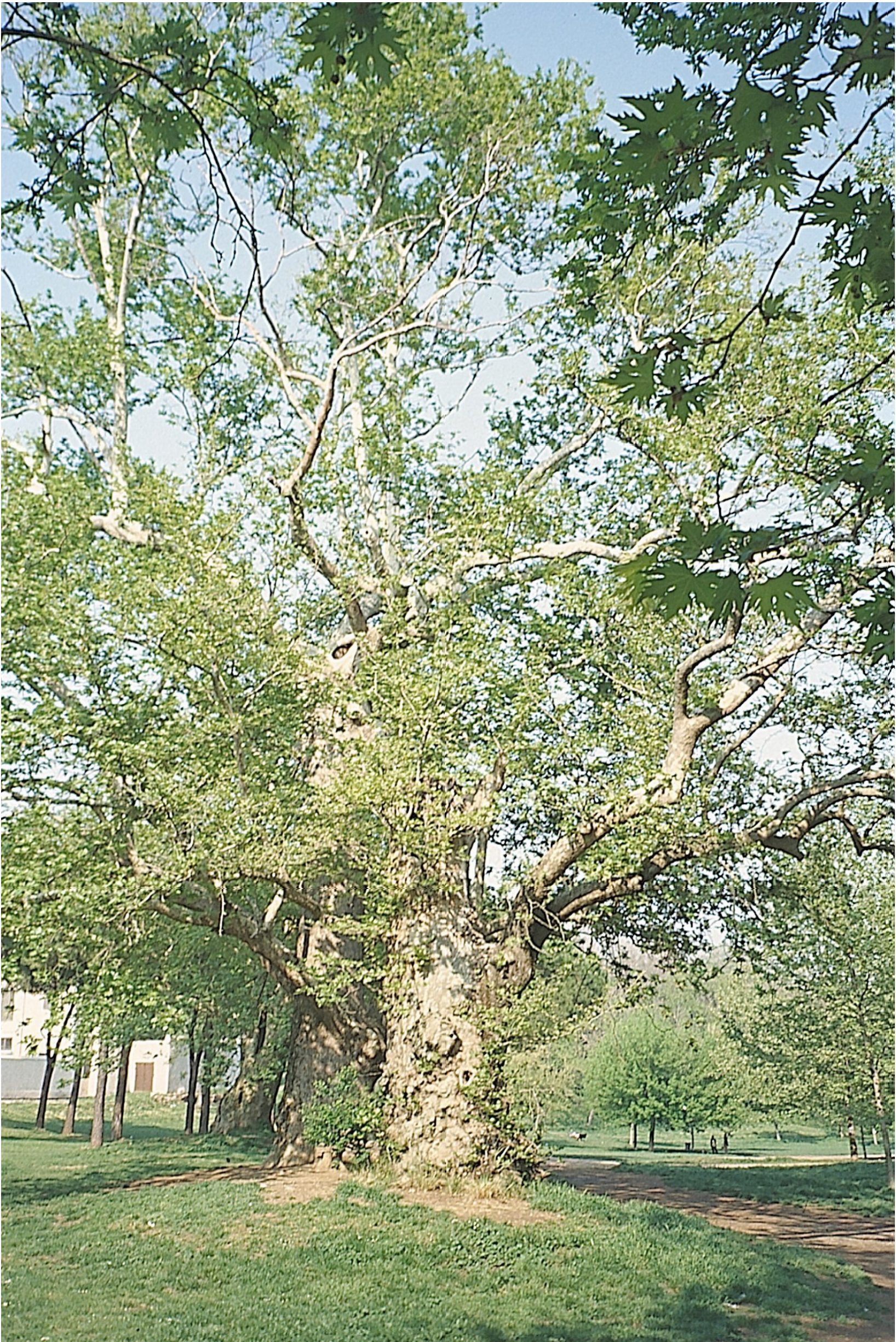 A large tree with a thick trunk and widespread, leafy branches stands on grassy ground in a sunny park with other trees and a building partially visible in the background.