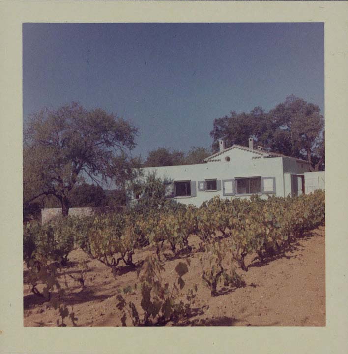 Lanscape photograph of a vineyard with a white building in the background.