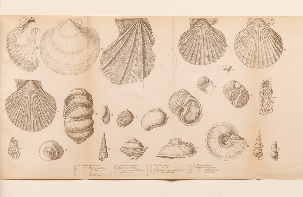 Print of various shells sketched by Charles Darwin.