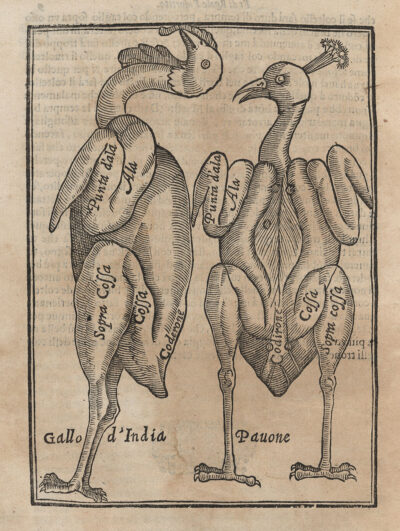 An engraving depicting the plucked bodies of two birds with select body parts labeled in Italian. The birds are identified as "Gallo d'India" and "Pauone."